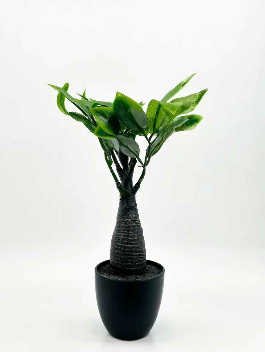 Elegant Indoor Bonsai Plant: Live Home Decor & Tranquility